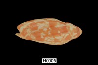 藏品(紅花渦螺)的圖片